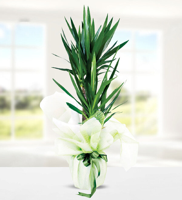 yucca dracena 2 kkl